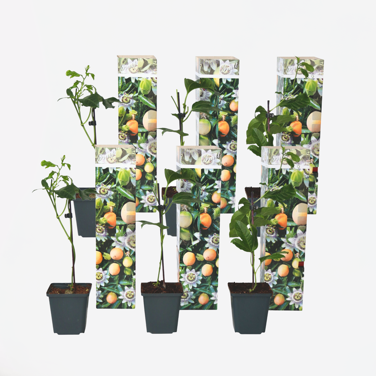 Florastore Passionsblume - 6 Stk - Passiflora Edulis 'Frederick' - Höhe 25-40Cm - ⌀9Cm