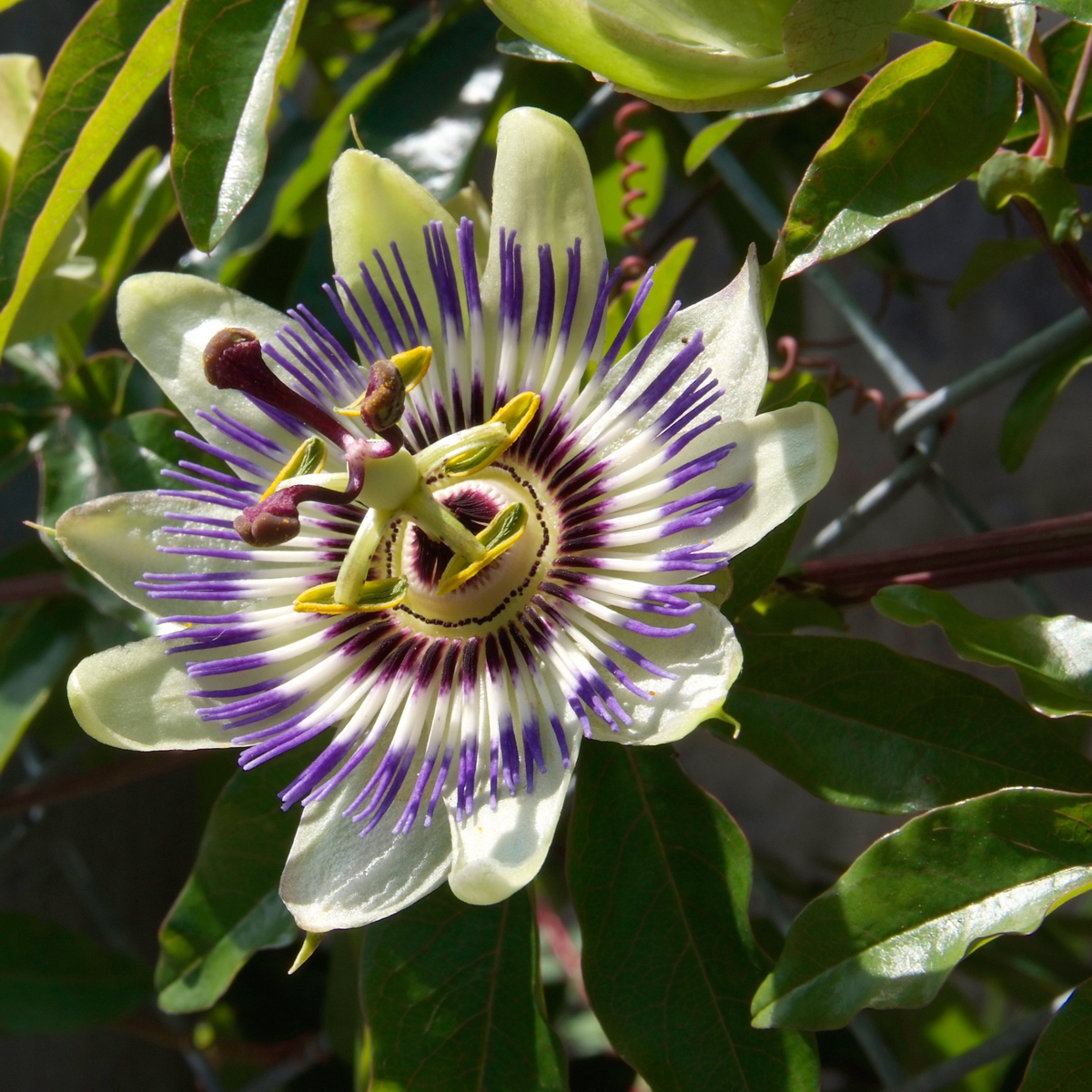 Florastore Passionsblume - 3 Stk - Passiflora Edulis 'Frederick' - Höhe 25-40Cm - ⌀9Cm