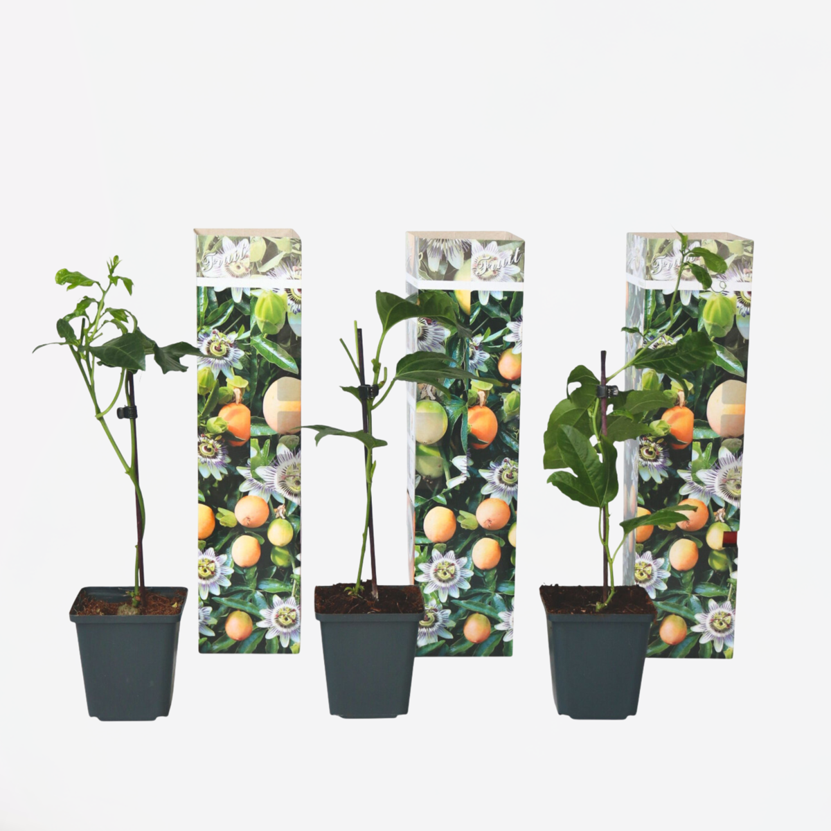 Florastore Passionsblume - 3 Stk - Passiflora Edulis 'Frederick' - Höhe 25-40Cm - ⌀9Cm