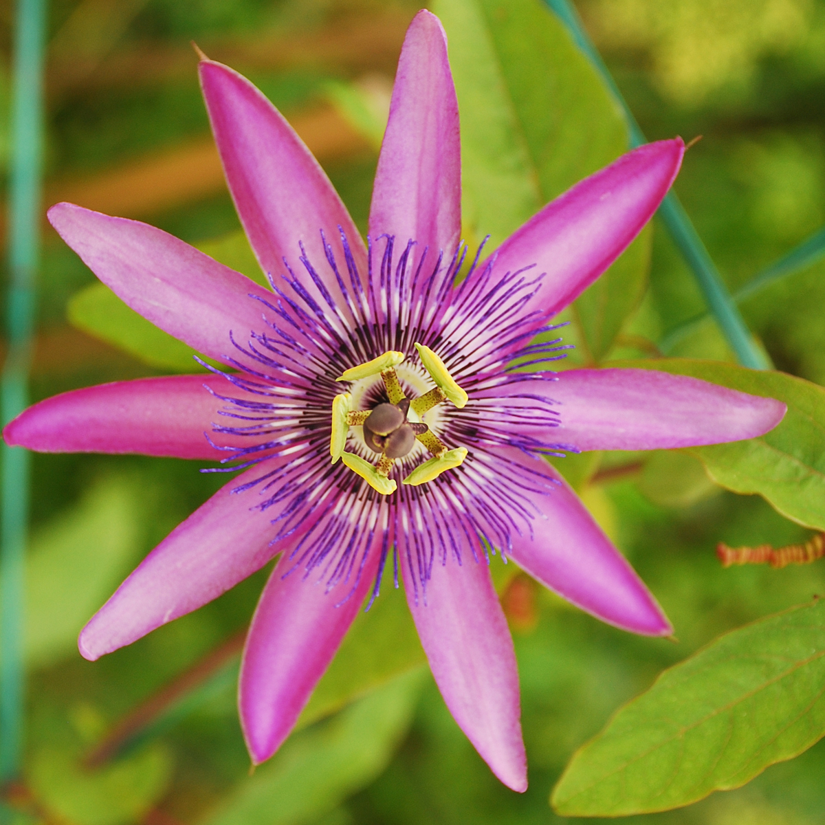 Florastore Passionsblume - 6 Stk - Passiflora Hybridum - Höhe 25-40Cm - ⌀9Cm
