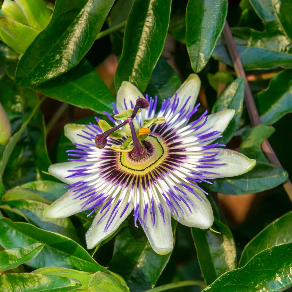 Florastore Passionsblume - 6 Stk - Passiflora Hybridum - Höhe 25-40Cm - ⌀9Cm