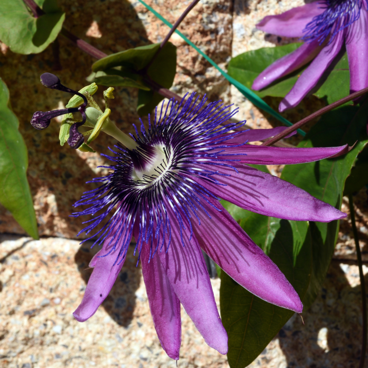 Florastore Passionsblume - 6 Stk - Passiflora Hybridum - Höhe 25-40Cm - ⌀9Cm