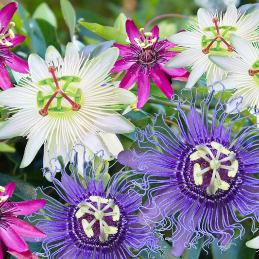 Florastore Passionsblume - 3 Stk - Passiflora Hybridum - Höhe 25-40Cm - ⌀9Cm