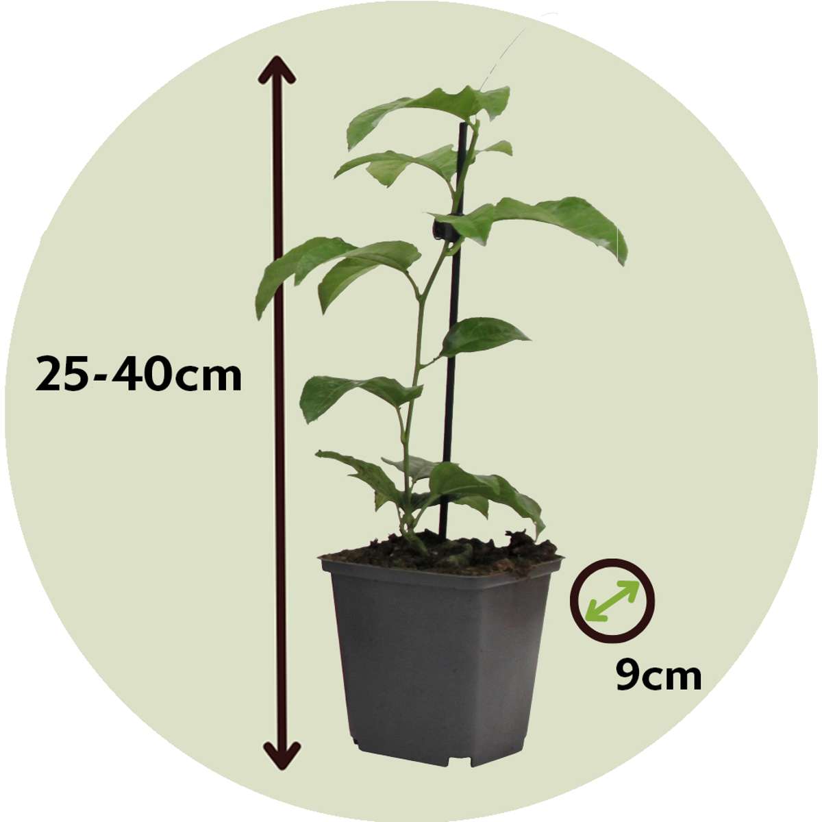 Florastore Passionsblume - 3 Stk - Passiflora Hybridum - Höhe 25-40Cm - ⌀9Cm