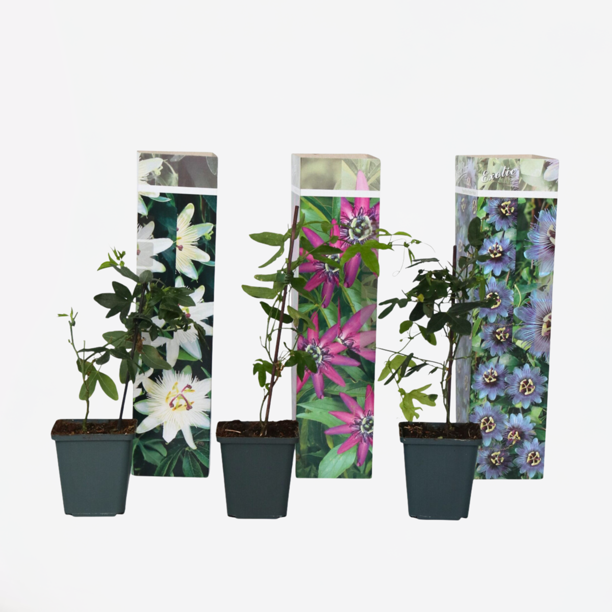 Florastore Passionsblume - 3 Stk - Passiflora Hybridum - Höhe 25-40Cm - ⌀9Cm