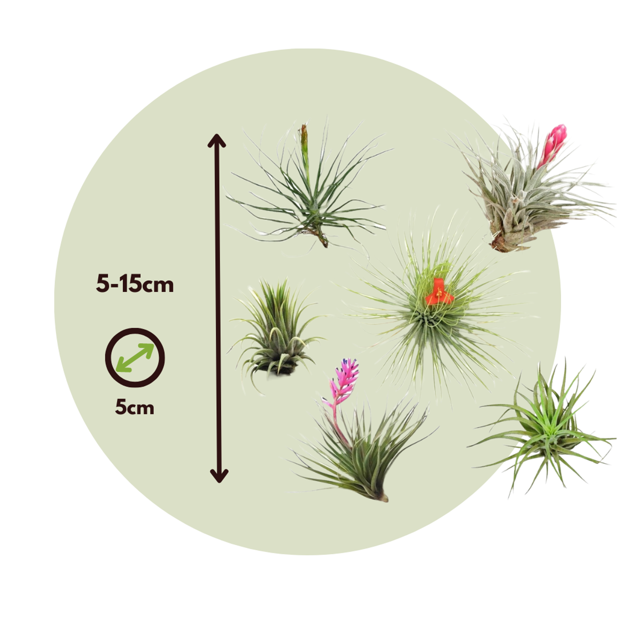 Florastore Tillandsien Luftpflanzen - 24 Stk - Tillandsia - Höhe 5-15Cm - ⌀5Cm
