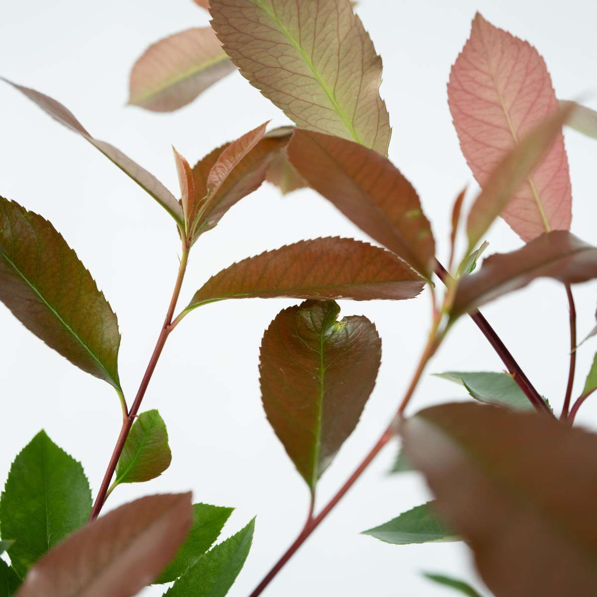 Florastore Glanzmispel - 2 Stk - Photinia Fraseri 'Red Robin' - Höhe 30-40Cm - ⌀17Cm