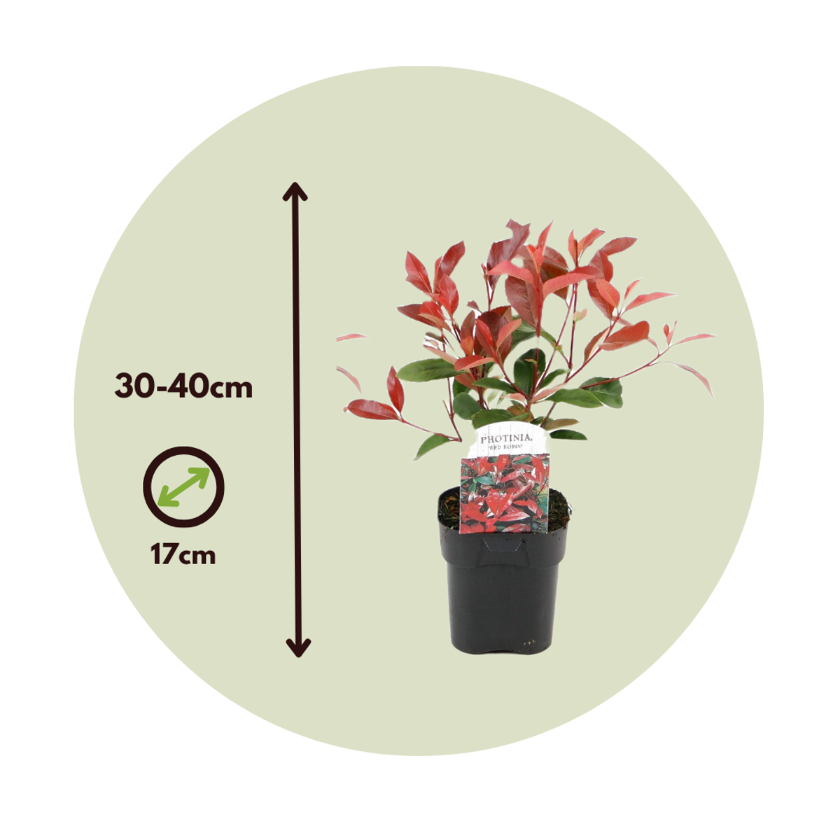 Florastore Glanzmispel - 2 Stk - Photinia Fraseri 'Red Robin' - Höhe 30-40Cm - ⌀17Cm