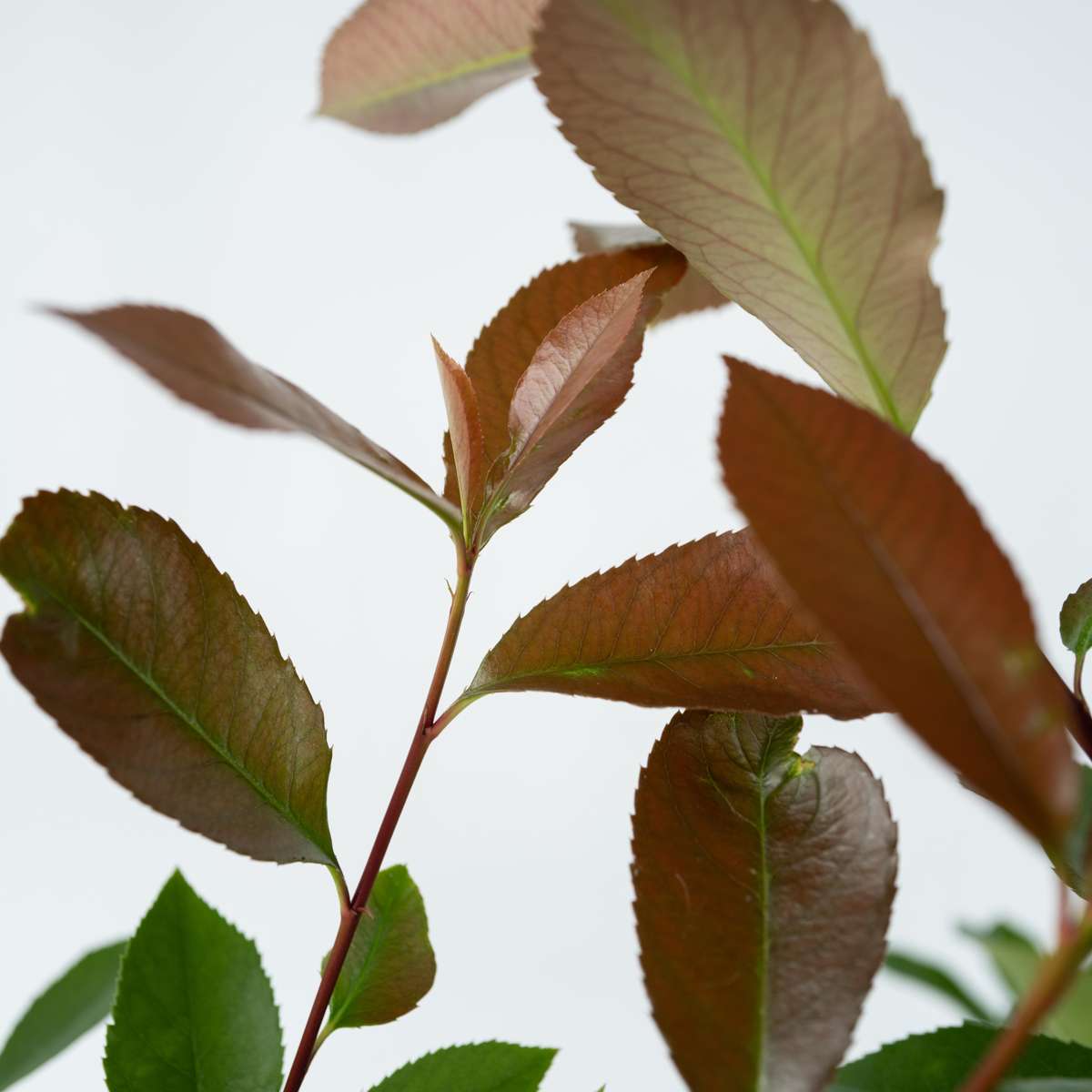 Florastore Glanzmispel - 2 Stk - Photinia Fraseri 'Red Robin' - Höhe 30-40Cm - ⌀17Cm