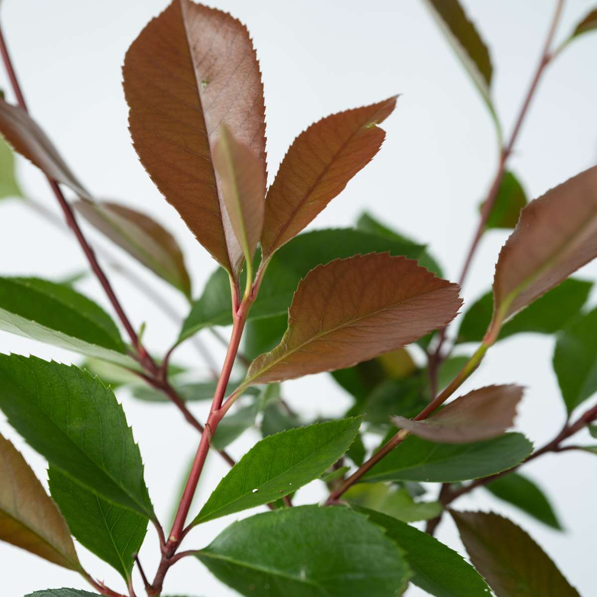Florastore Glanzmispel - 2 Stk - Photinia Fraseri 'Red Robin' - Höhe 30-40Cm - ⌀17Cm