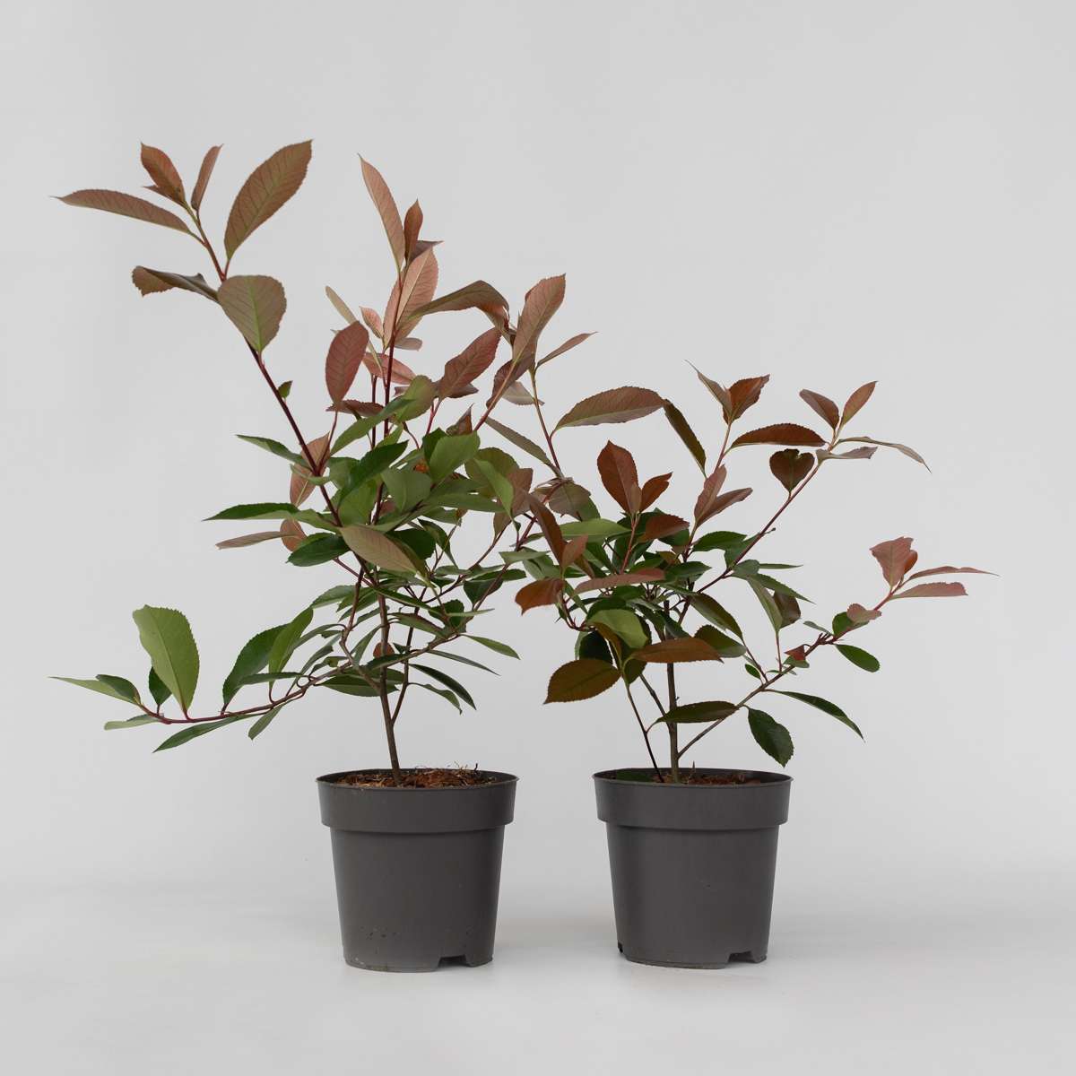 Florastore Glanzmispel - 2 Stk - Photinia Fraseri 'Red Robin' - Höhe 30-40Cm - ⌀17Cm