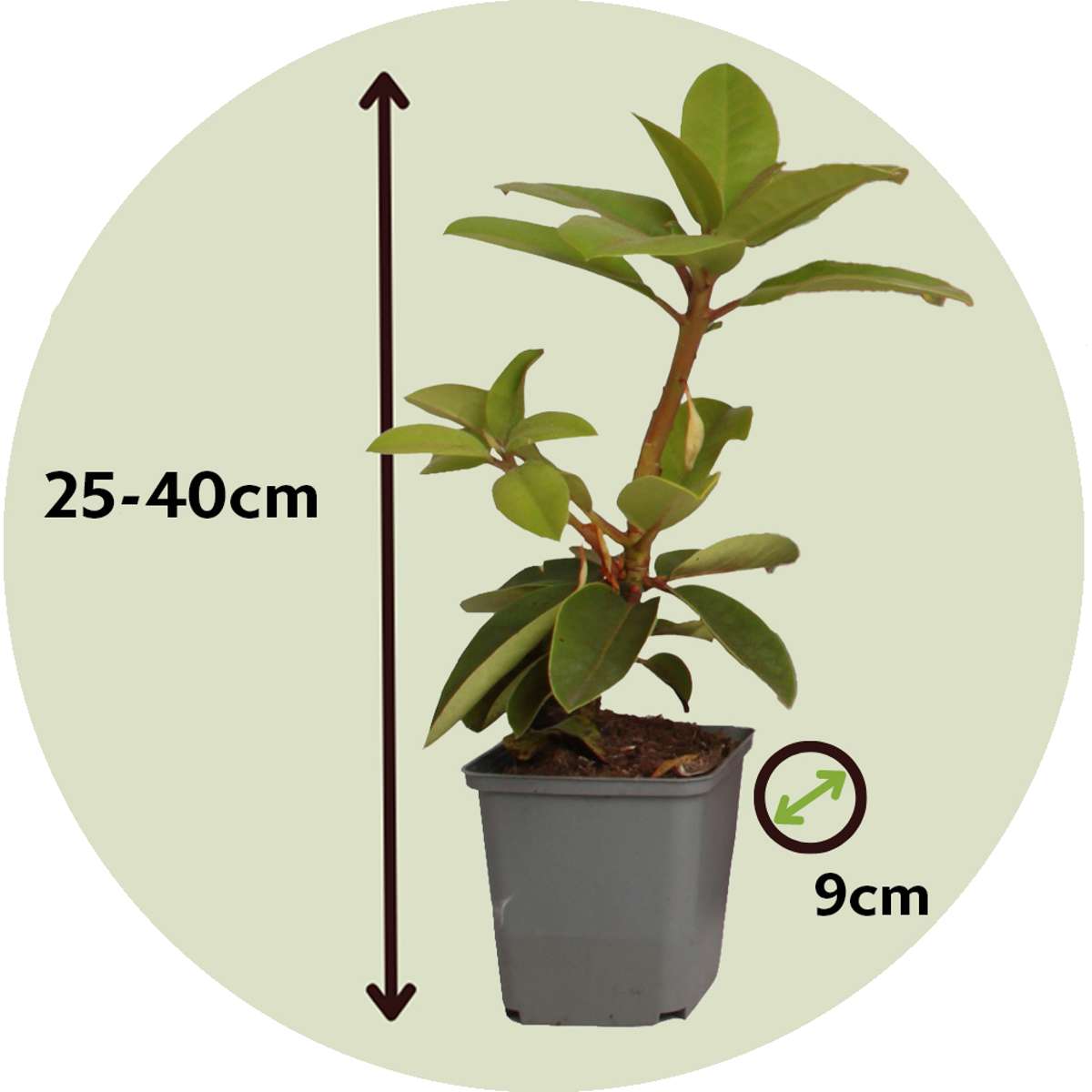 Florastore Rhododendren - 3 Stk - Rhododendron Catawbiense - Höhe 25-40Cm - ⌀9Cm