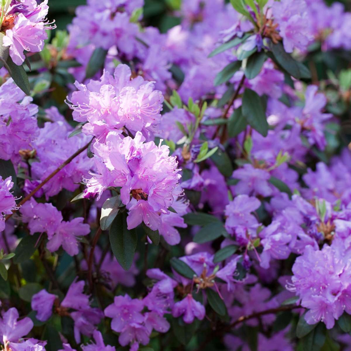 Florastore Rhododendren - 3 Stk - Rhododendron Catawbiense - Höhe 25-40Cm - ⌀9Cm