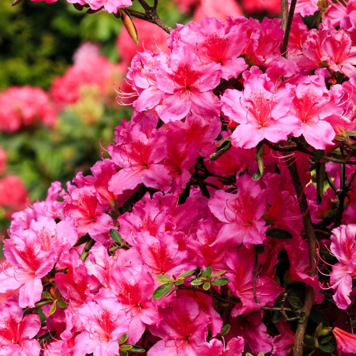 Florastore Rhododendren - 3 Stk - Rhododendron Catawbiense - Höhe 25-40Cm - ⌀9Cm