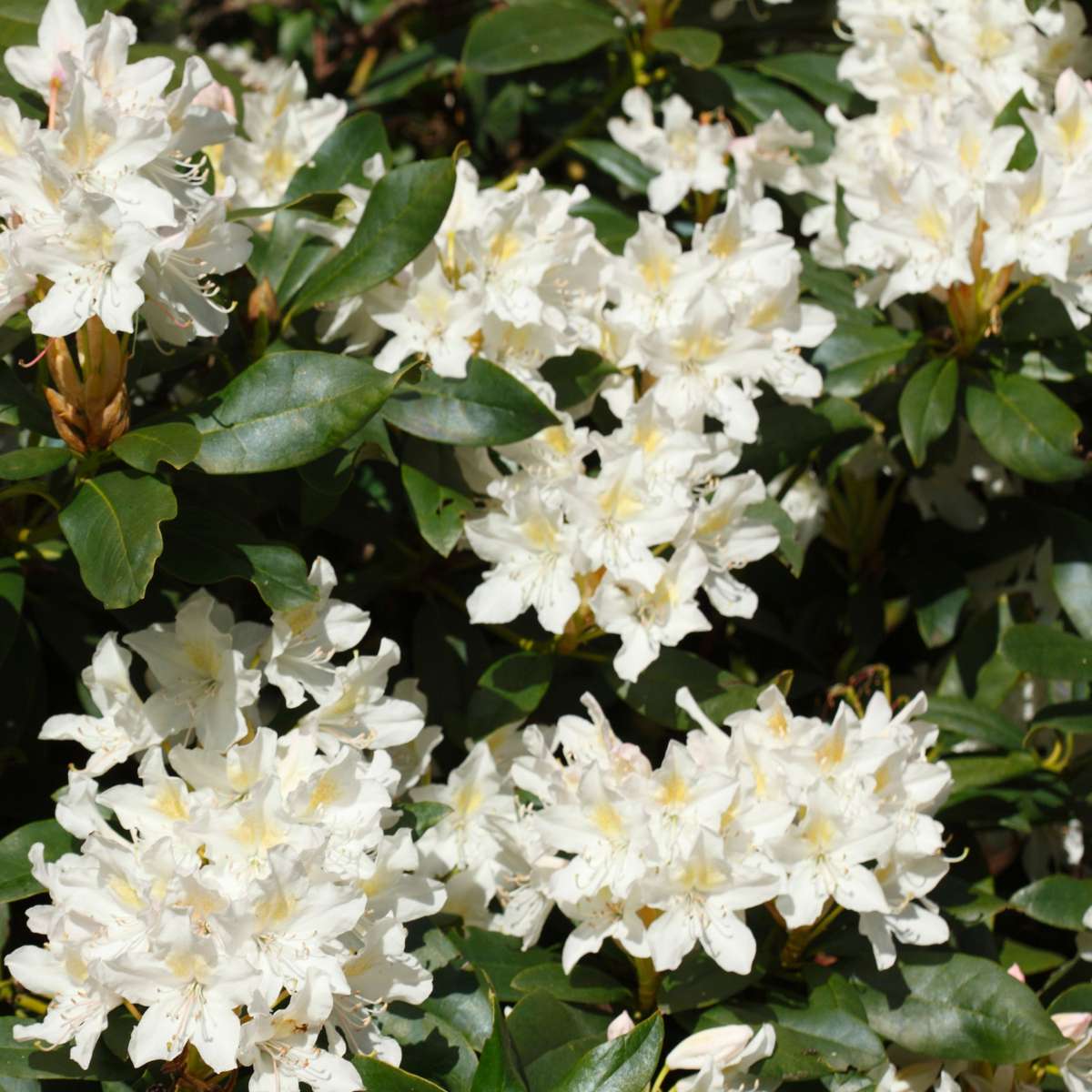Florastore Rhododendren - 3 Stk - Rhododendron Catawbiense - Höhe 25-40Cm - ⌀9Cm