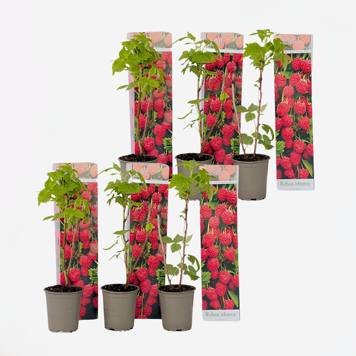 Florastore Himbeerpflanzen - 6 Stk - Rubus Ideaus 'Autumn Bliss' - Höhe 25-40Cm - ⌀9Cm