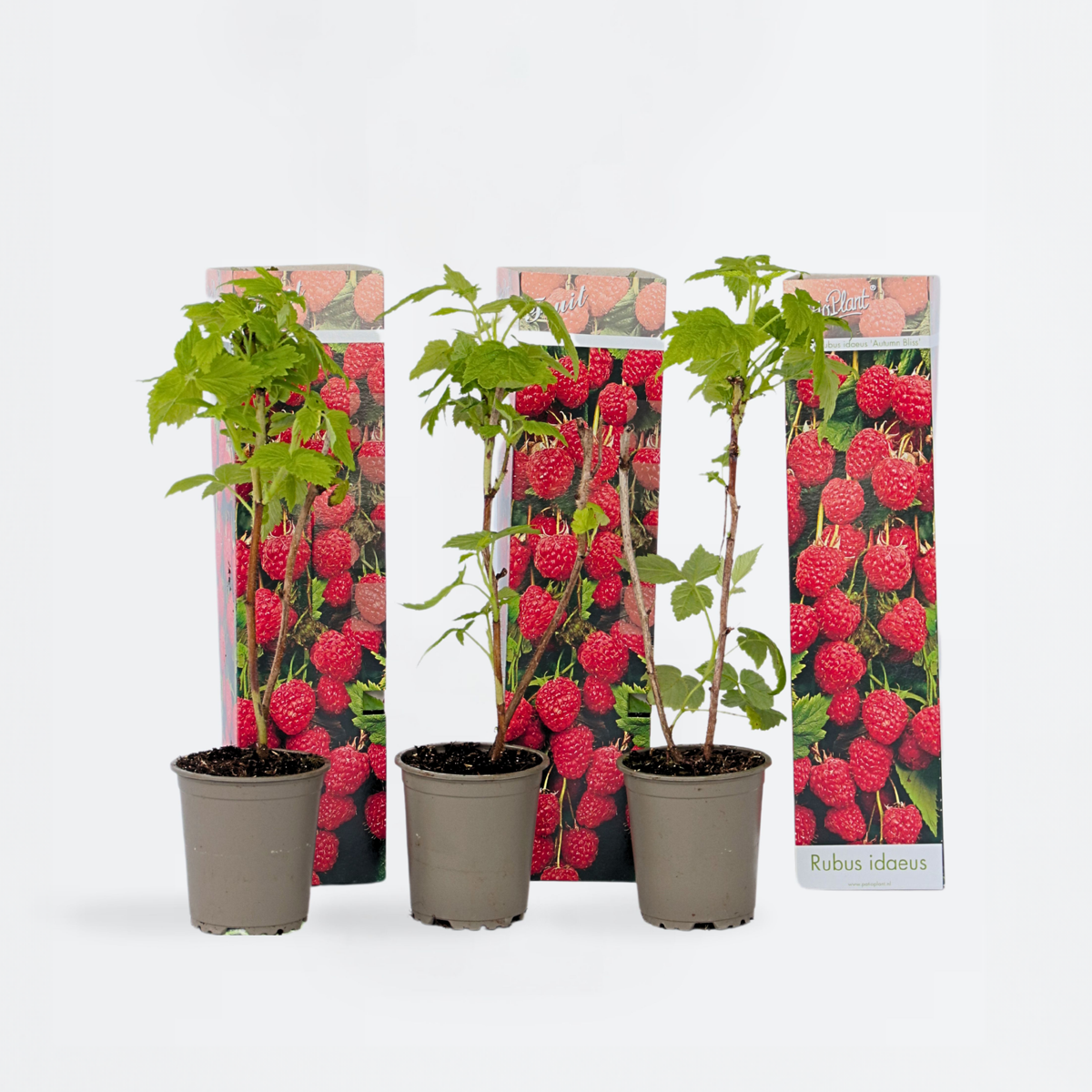 Florastore Himbeerpflanzen - 3 Stk - Rubus Ideaus 'Autumn Bliss' - Höhe 25-40Cm - ⌀9Cm
