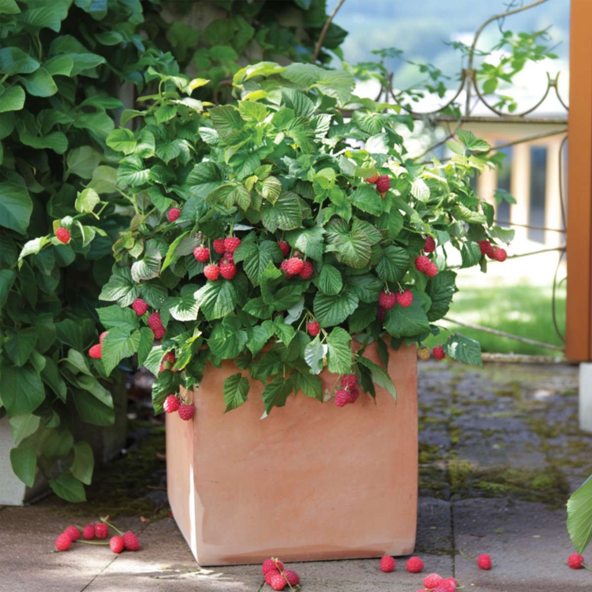 Florastore Himbeerpflanzen - 3 Stk - Rubus Ideaus 'Autumn Bliss' - Höhe 25-40Cm - ⌀9Cm