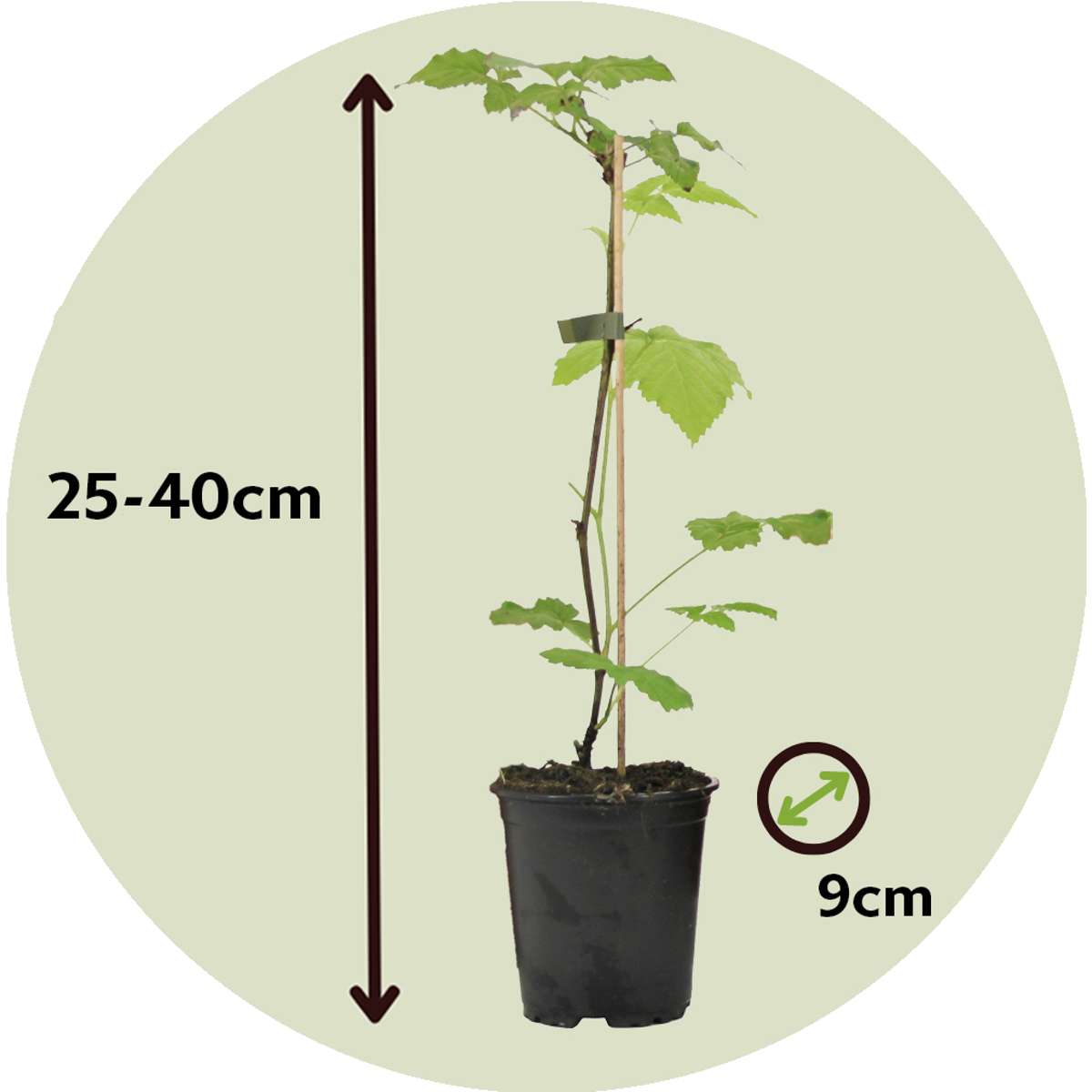 Florastore Himbeerpflanzen - 3 Stk - Rubus Ideaus 'Autumn Bliss' - Höhe 25-40Cm - ⌀9Cm