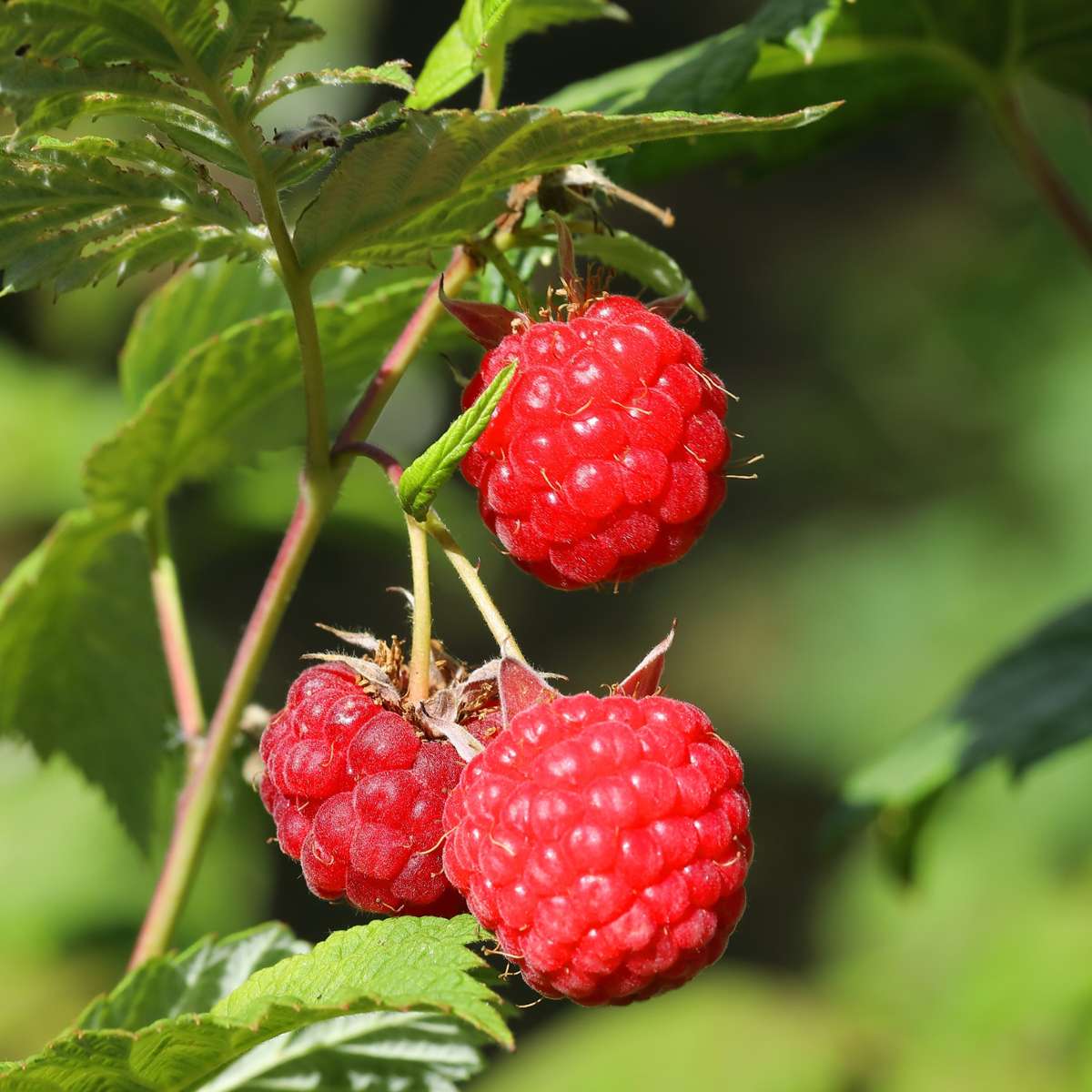 Florastore Himbeerpflanzen - 3 Stk - Rubus Ideaus 'Autumn Bliss' - Höhe 25-40Cm - ⌀9Cm