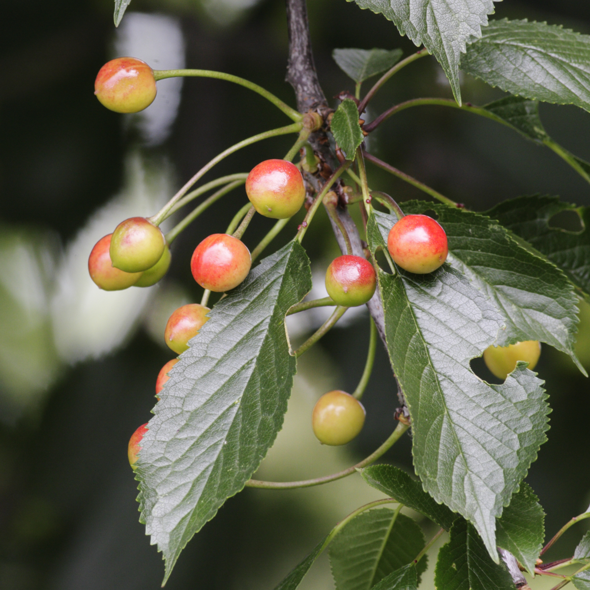 Florastore Fruchtsäulen - 8 Stk - Malus, Pryus, Prunus - Höhe 60-70Cm - ⌀9Cm