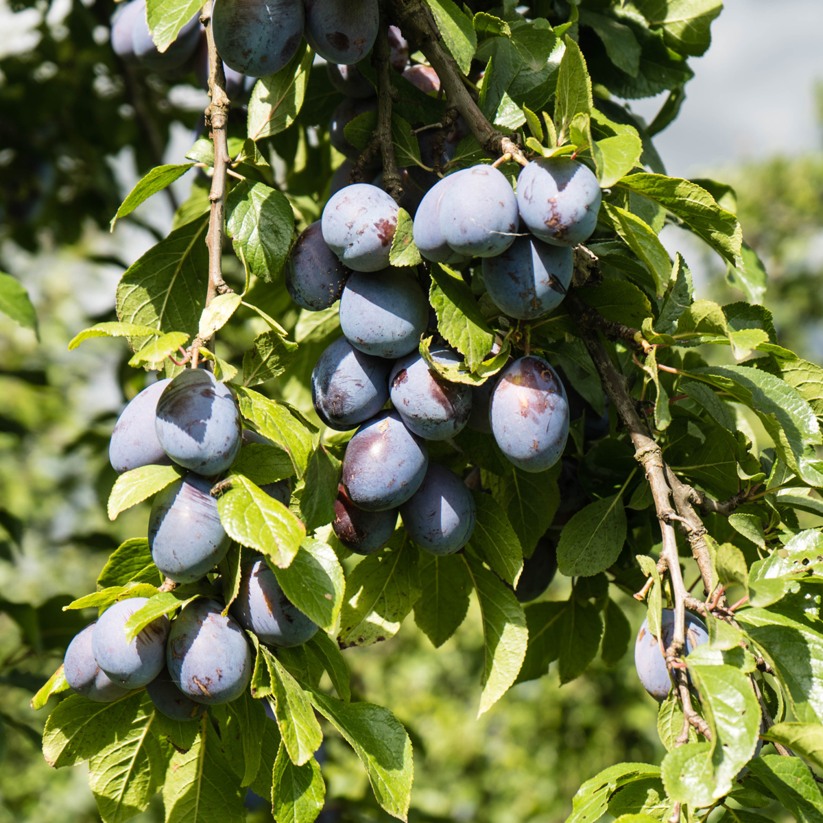 Florastore Fruchtsäulen - 8 Stk - Malus, Pryus, Prunus - Höhe 60-70Cm - ⌀9Cm