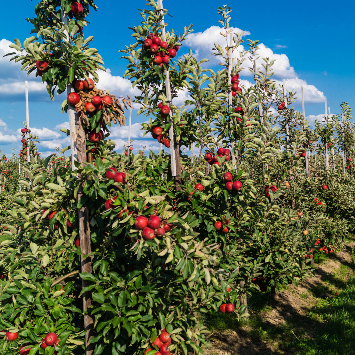 Florastore Fruchtsäulen - 4 Stk - Malus, Pryus, Prunus - Höhe 60-70Cm - ⌀9Cm