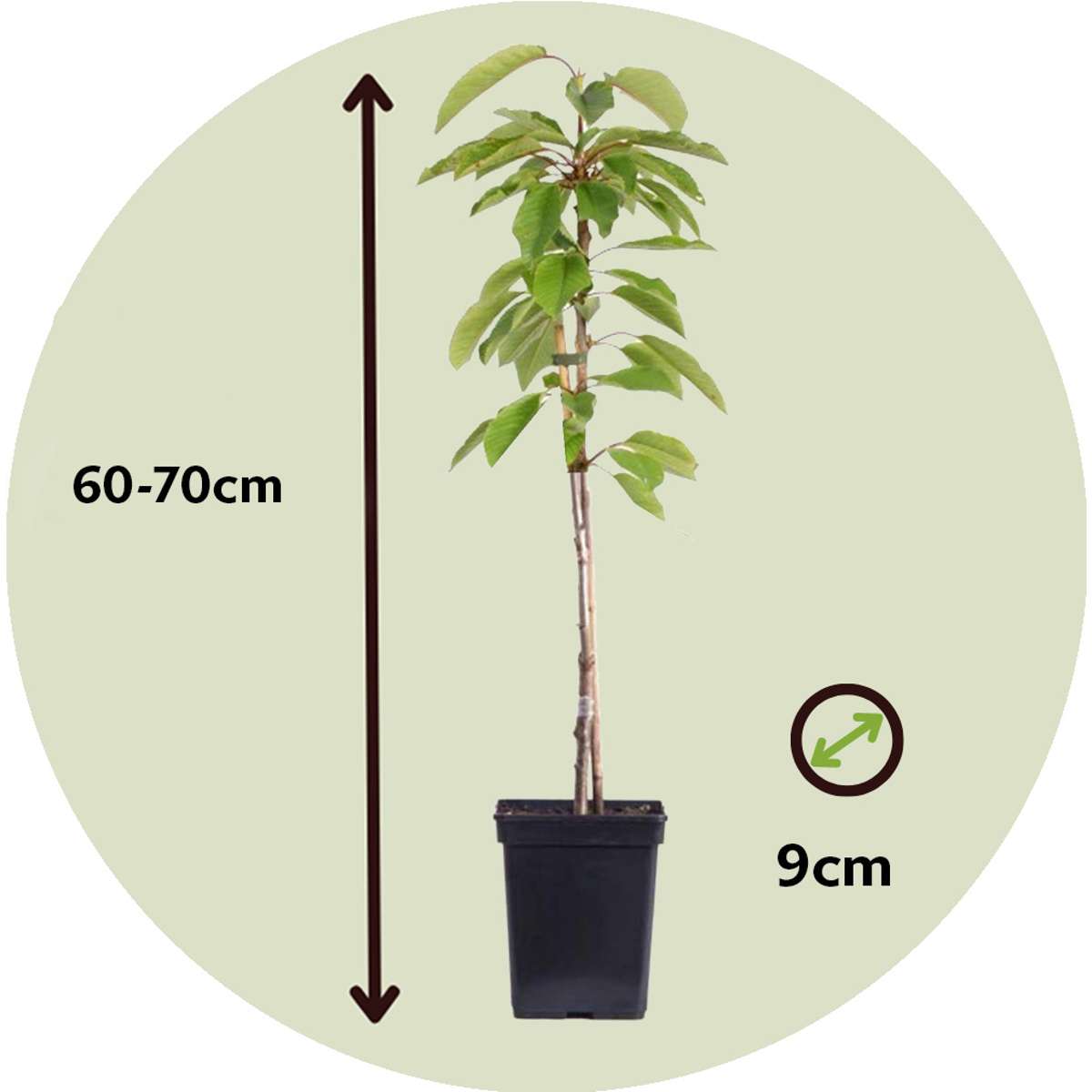 Florastore Fruchtsäulen - 4 Stk - Malus, Pryus, Prunus - Höhe 60-70Cm - ⌀9Cm