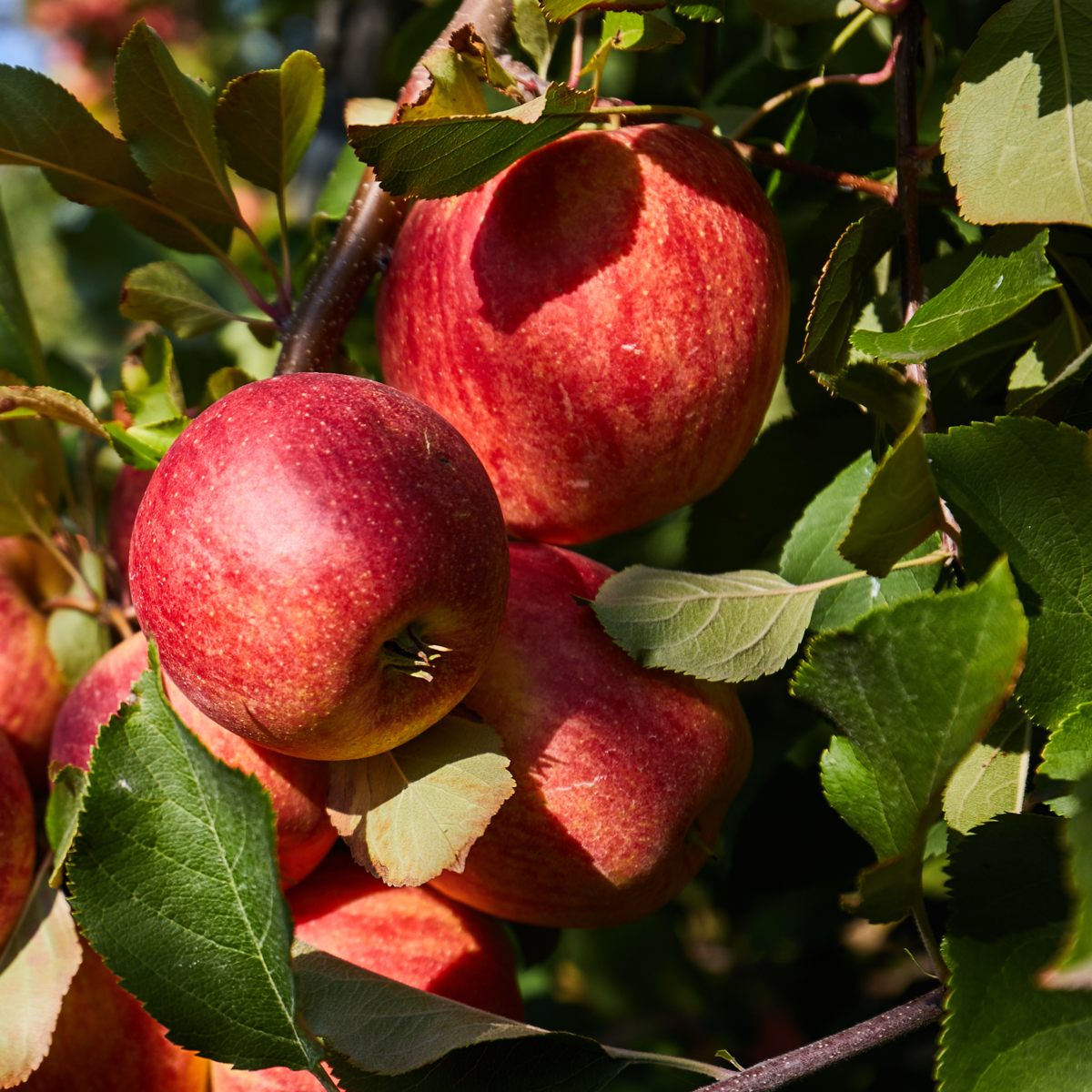 Florastore Fruchtsäulen - 4 Stk - Malus, Pryus, Prunus - Höhe 60-70Cm - ⌀9Cm