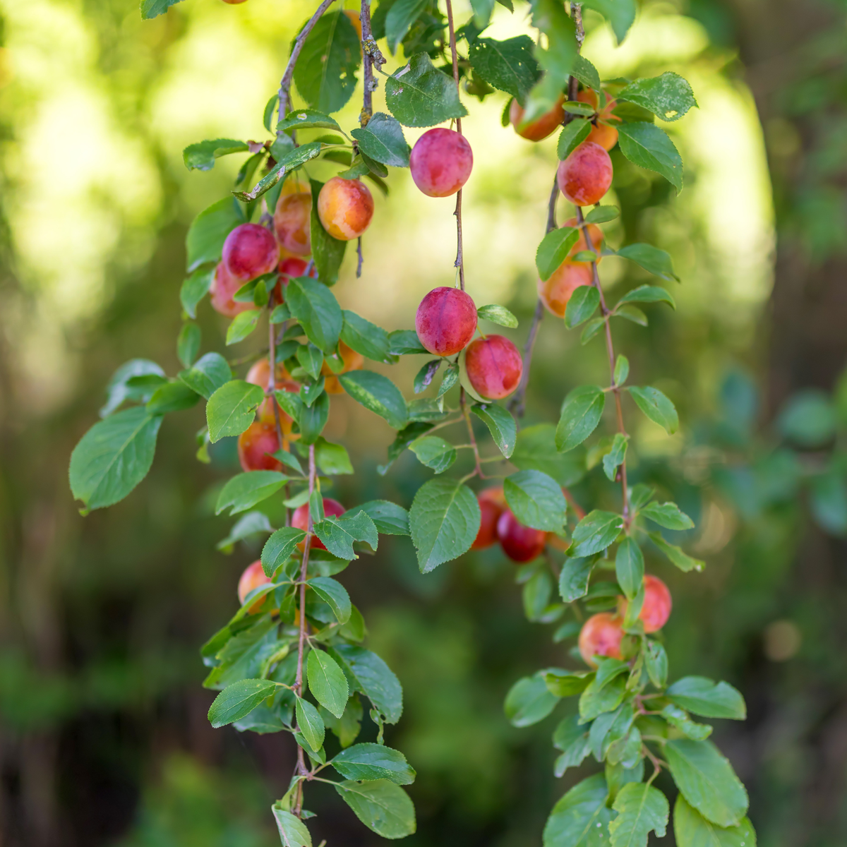 Florastore Fruchtsäulen - 4 Stk - Malus, Pryus, Prunus - Höhe 60-70Cm - ⌀9Cm