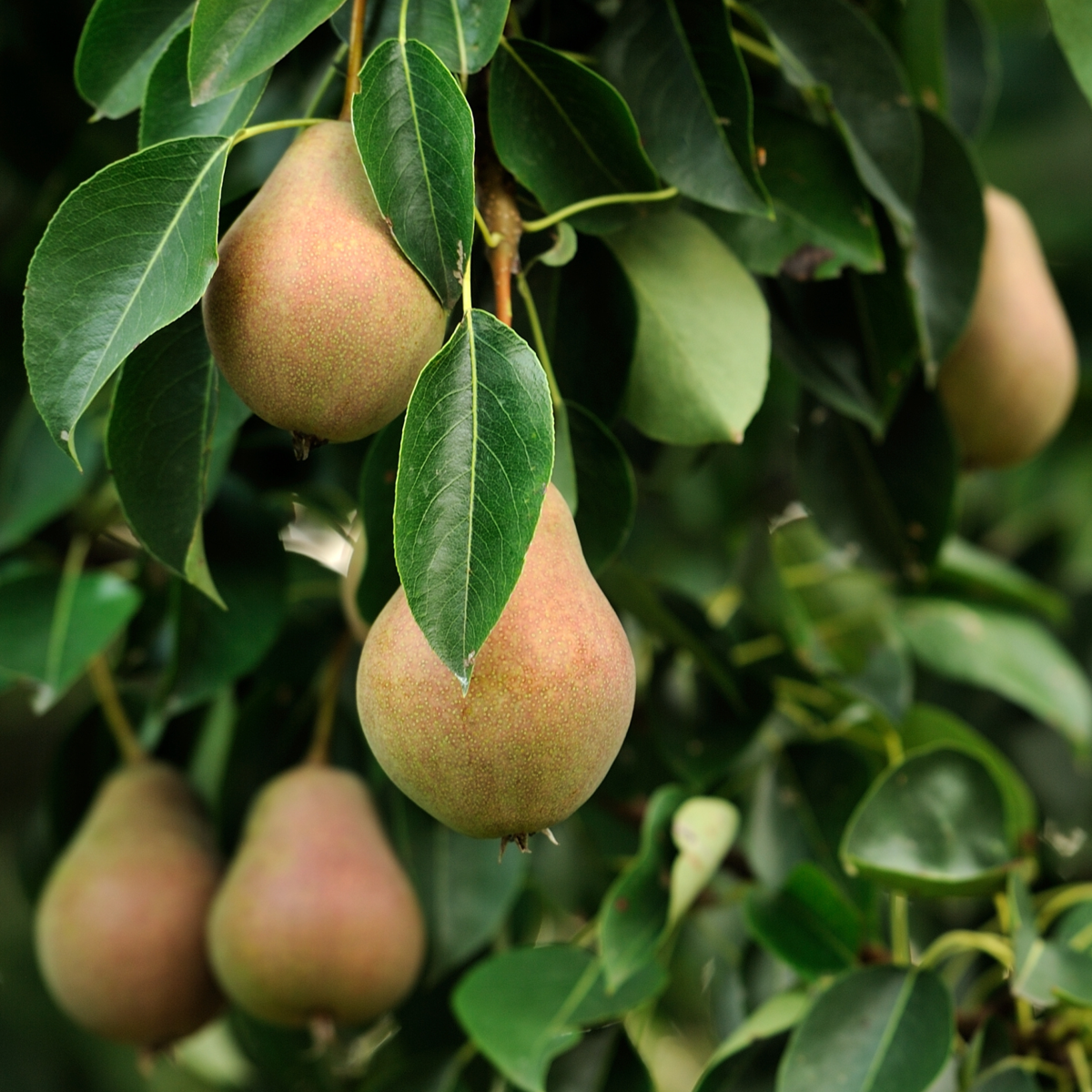 Florastore Fruchtsäulen - 4 Stk - Malus, Pryus, Prunus - Höhe 60-70Cm - ⌀9Cm