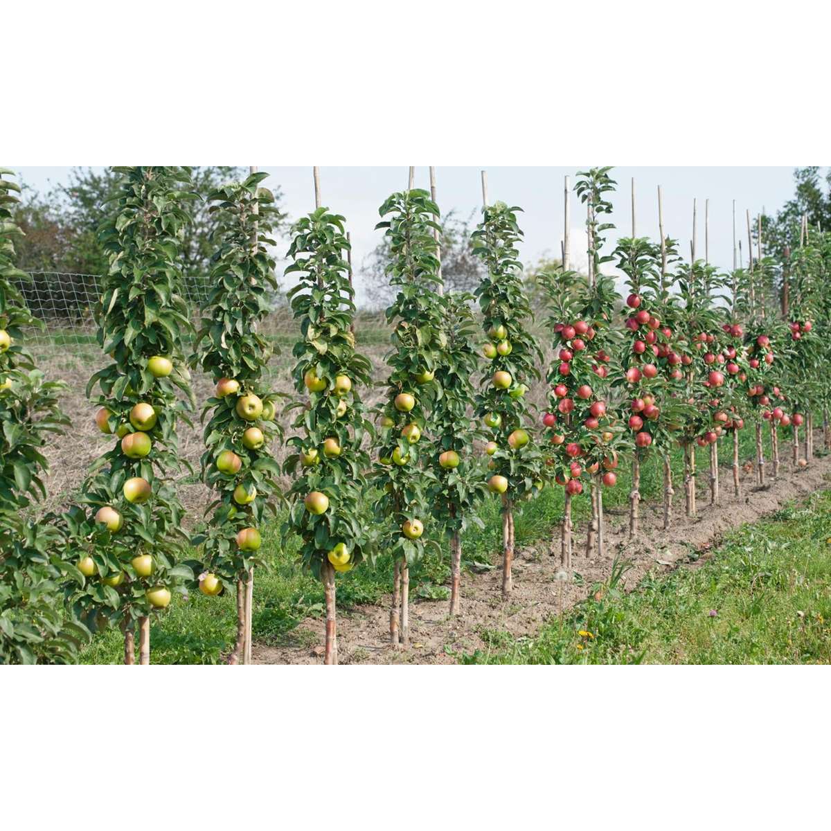 Florastore Fruchtsäulen - 4 Stk - Malus, Pryus, Prunus - Höhe 60-70Cm - ⌀9Cm