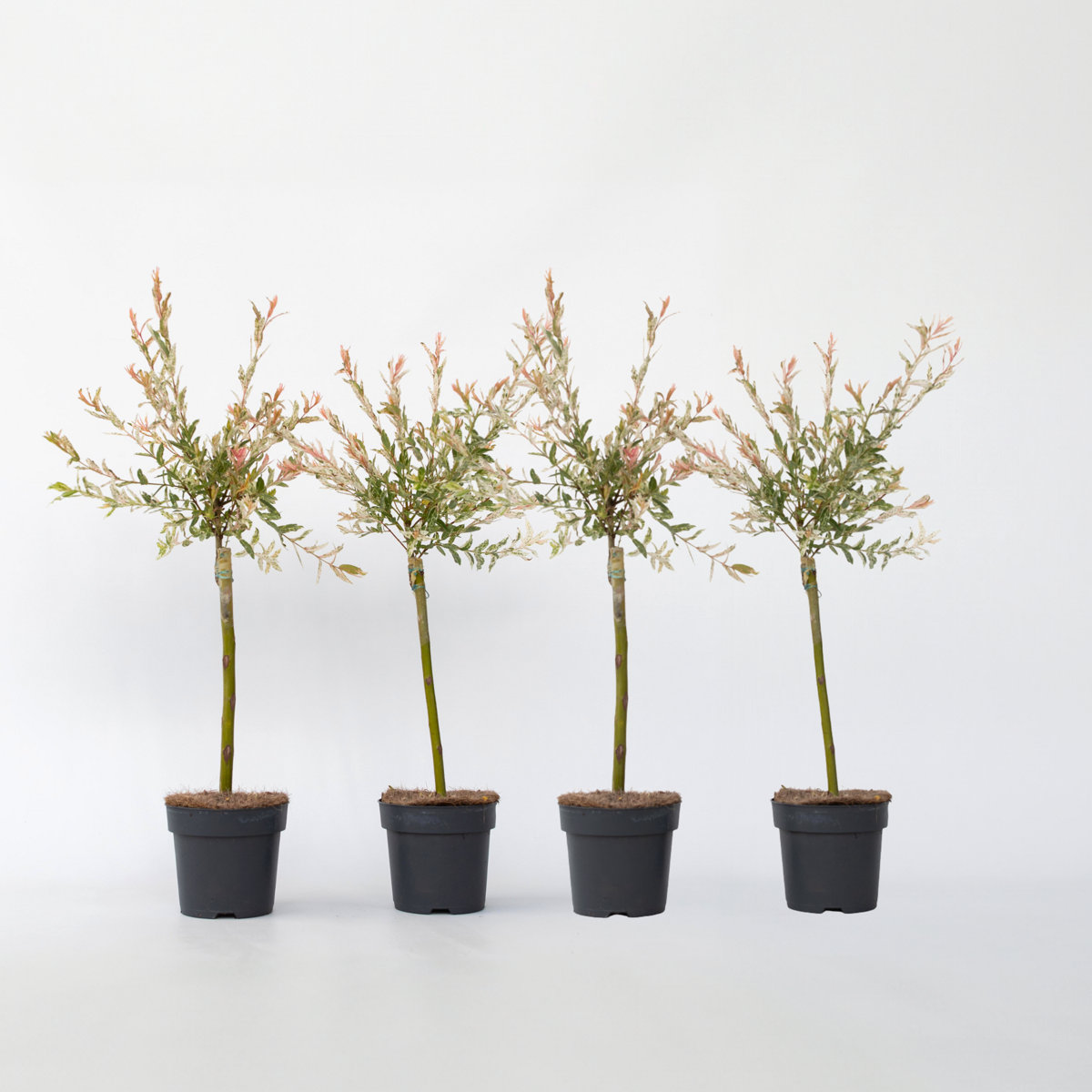 Florastore Schweizer Zwergweide - 4 Stk - Salix Integra 'Flamingo' - Höhe 60-80Cm - ⌀17Cm