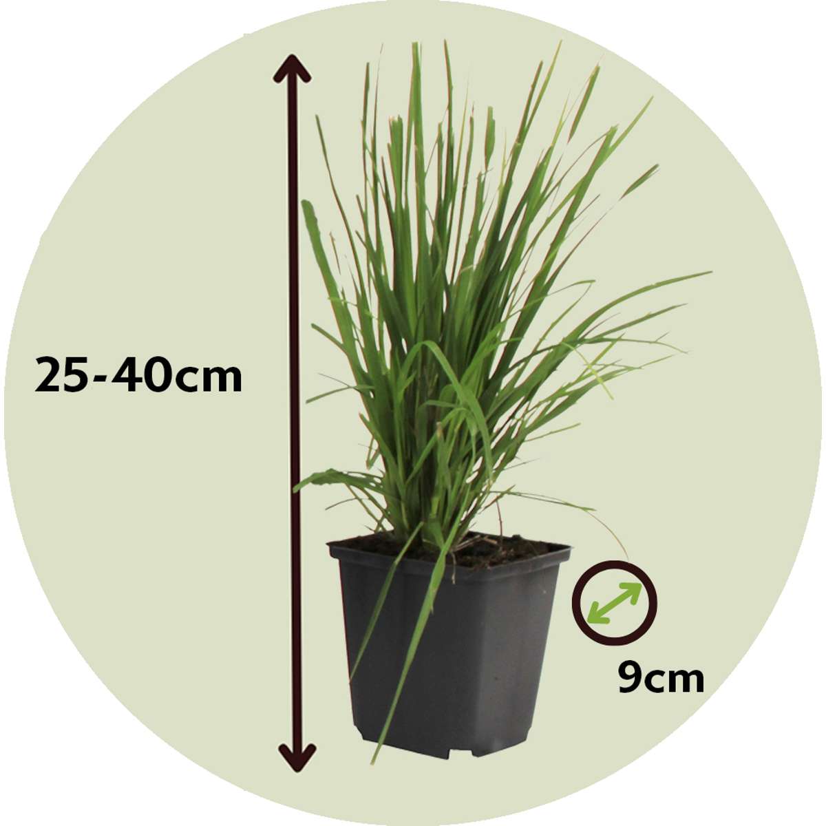 Florastore Pampasgräser - 6 Stk - Cortaderia Selloana - Höhe 25-40Cm - ⌀9Cm