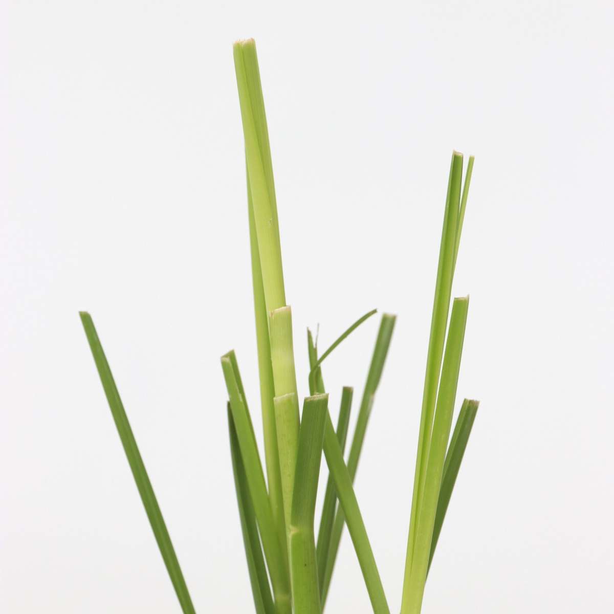 Florastore Pampasgräser - 6 Stk - Cortaderia Selloana - Höhe 25-40Cm - ⌀9Cm