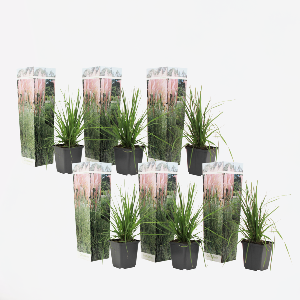 Florastore Pampasgräser - 6 Stk - Cortaderia Selloana - Höhe 25-40Cm - ⌀9Cm
