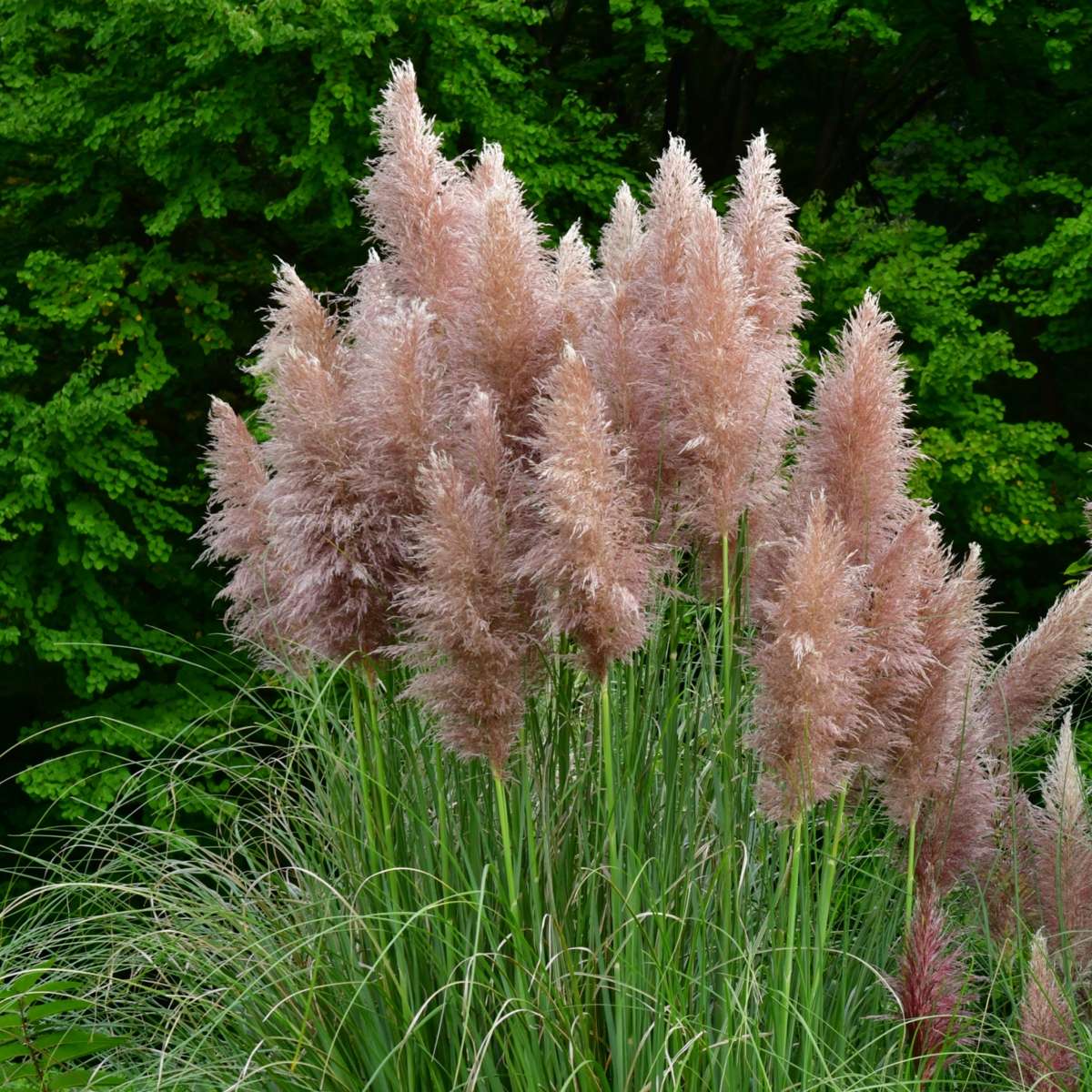 Florastore Pampasgräser - 6 Stk - Cortaderia Selloana - Höhe 25-40Cm - ⌀9Cm