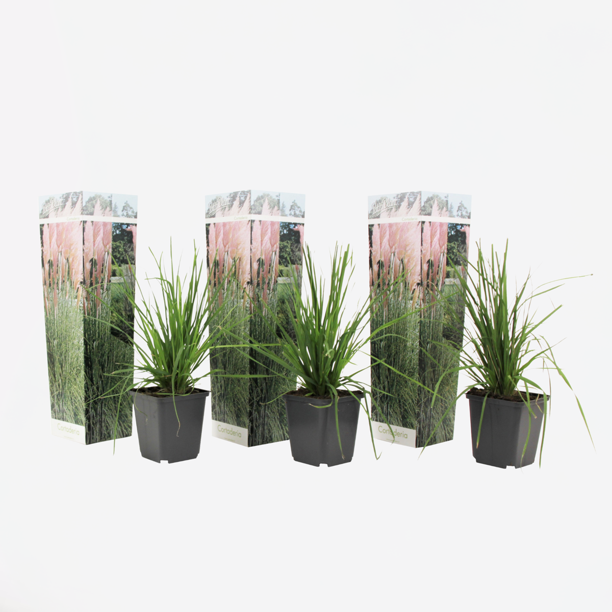 Florastore Pampasgräser - 3 Stk - Cortaderia Selloana - Höhe 25-40Cm - ⌀9Cm