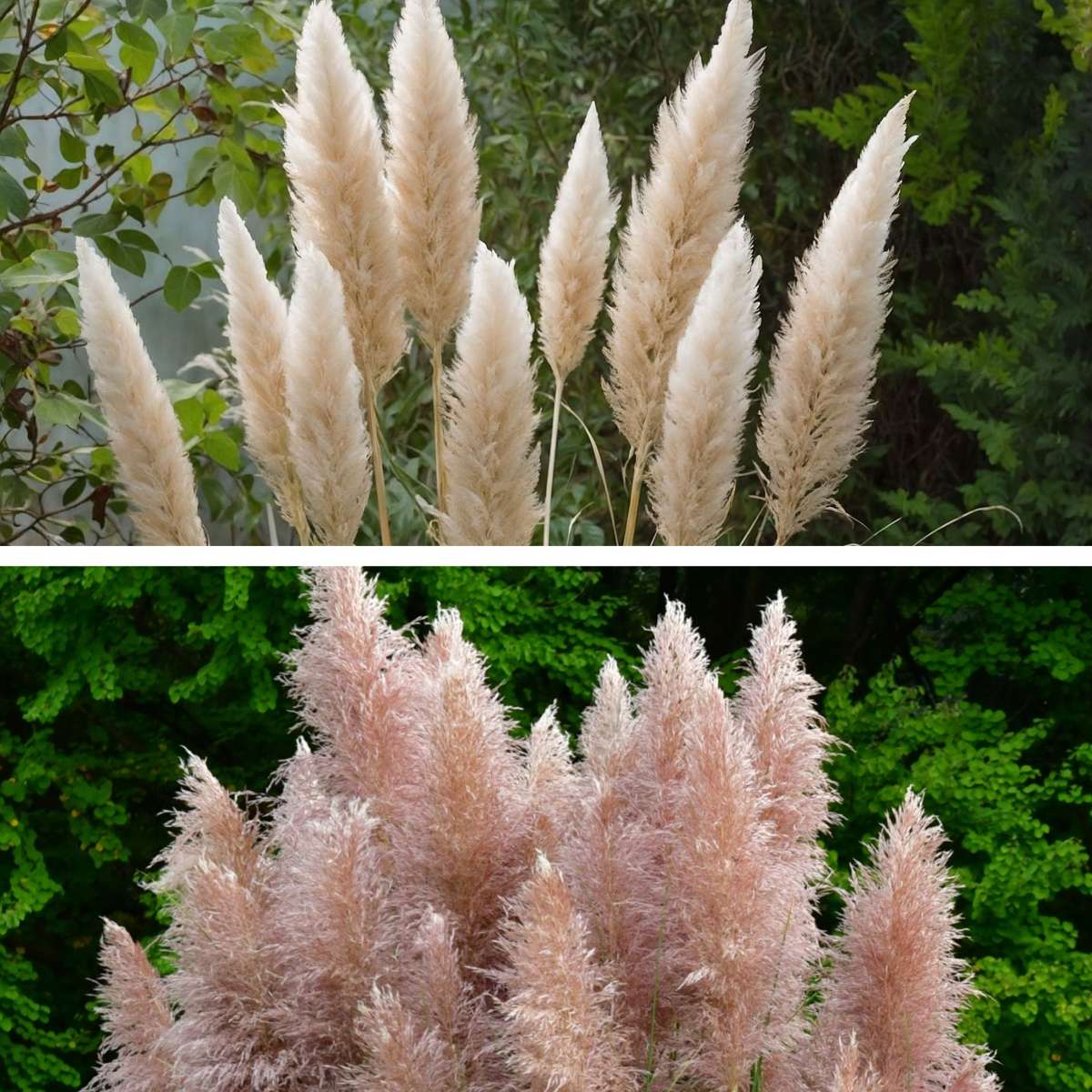 Florastore Pampasgräser - 6 Stk - Cortaderia Selloana - Höhe 25-40Cm - ⌀9Cm