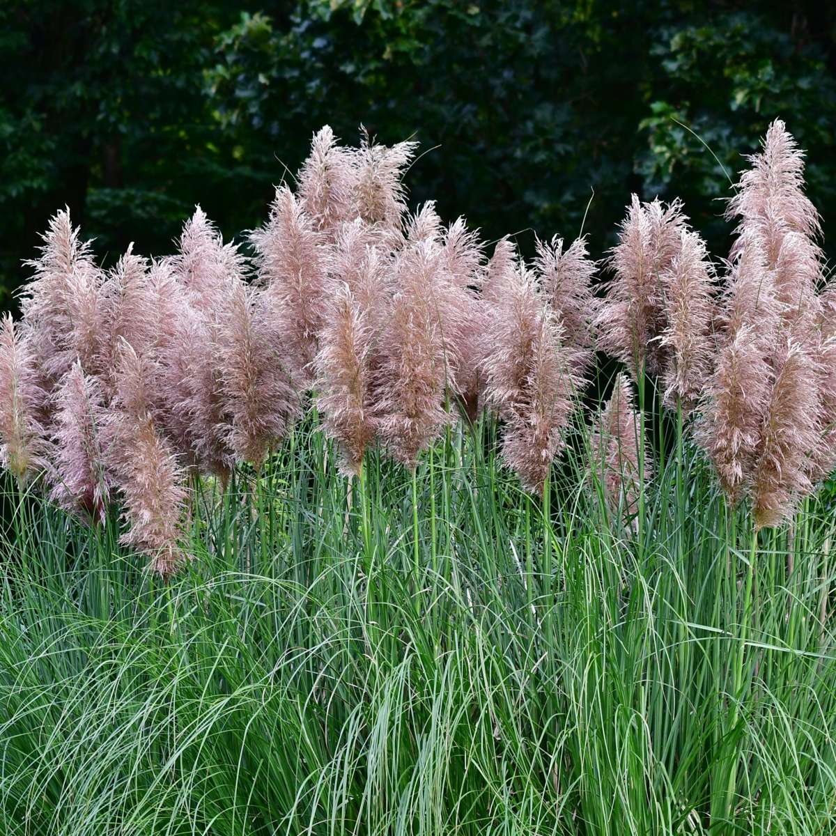 Florastore Pampasgräser - 6 Stk - Cortaderia Selloana - Höhe 25-40Cm - ⌀9Cm