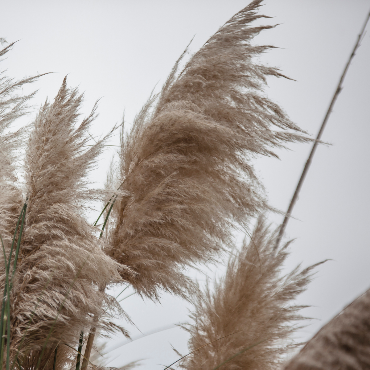 Florastore Pampasgräser - 6 Stk - Cortaderia Selloana - Höhe 25-40Cm - ⌀9Cm