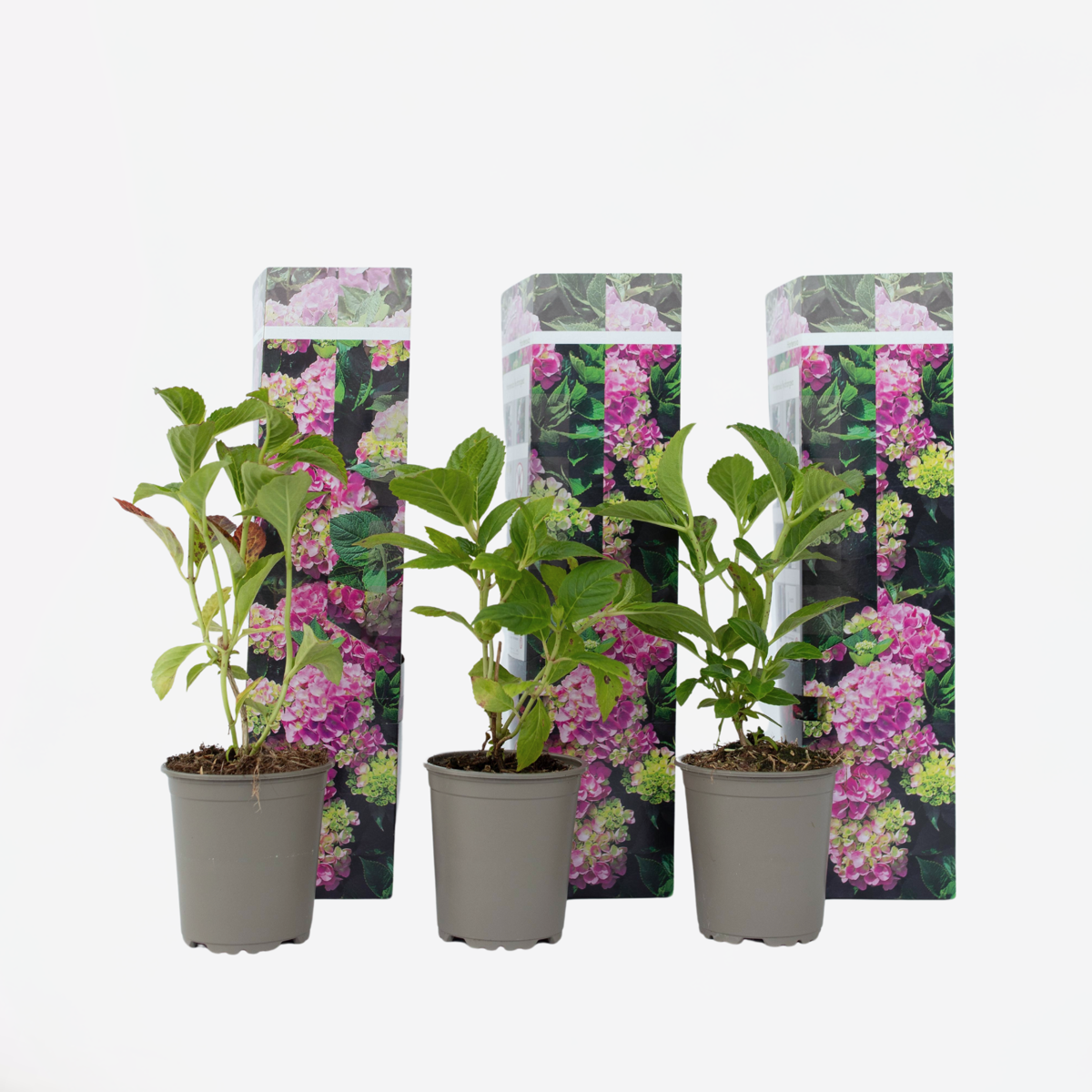 Florastore Hortensie - 3 Stk - Hydrangea Macrophylla 'Early Pink' - Höhe 25-40Cm - ⌀9Cm