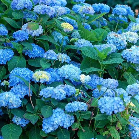 Florastore Hortensie - 3 Stk - Hydrangea Macrophylla 'Early Blue' - Höhe 25-40Cm - ⌀9Cm