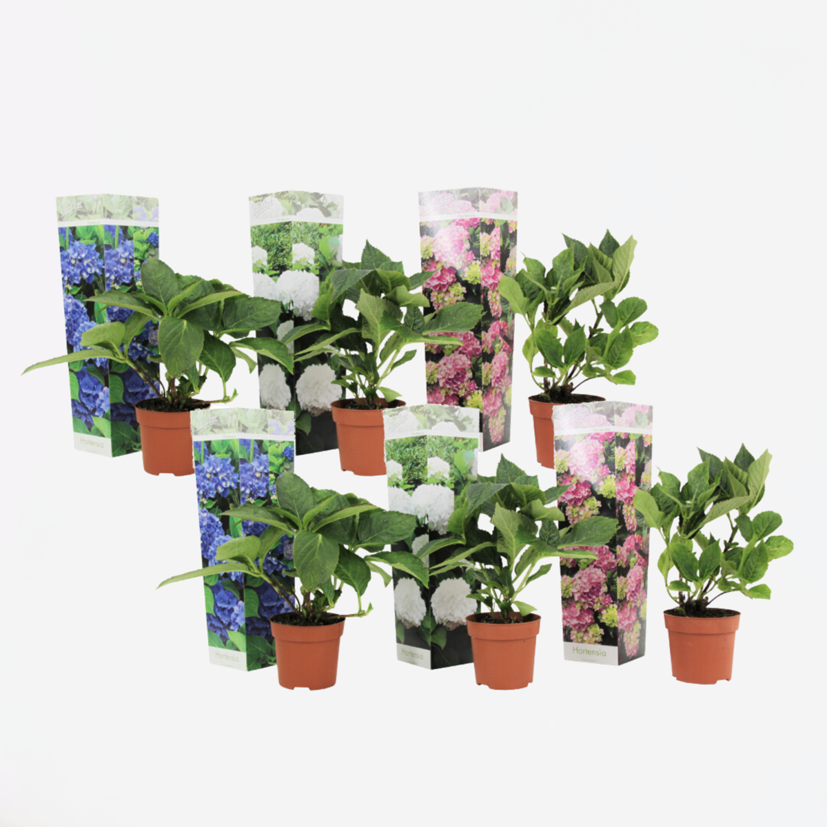 Florastore Hortensie - 6 Stk - Hydrangea Macrophylla - Höhe 25-40Cm - ⌀9Cm