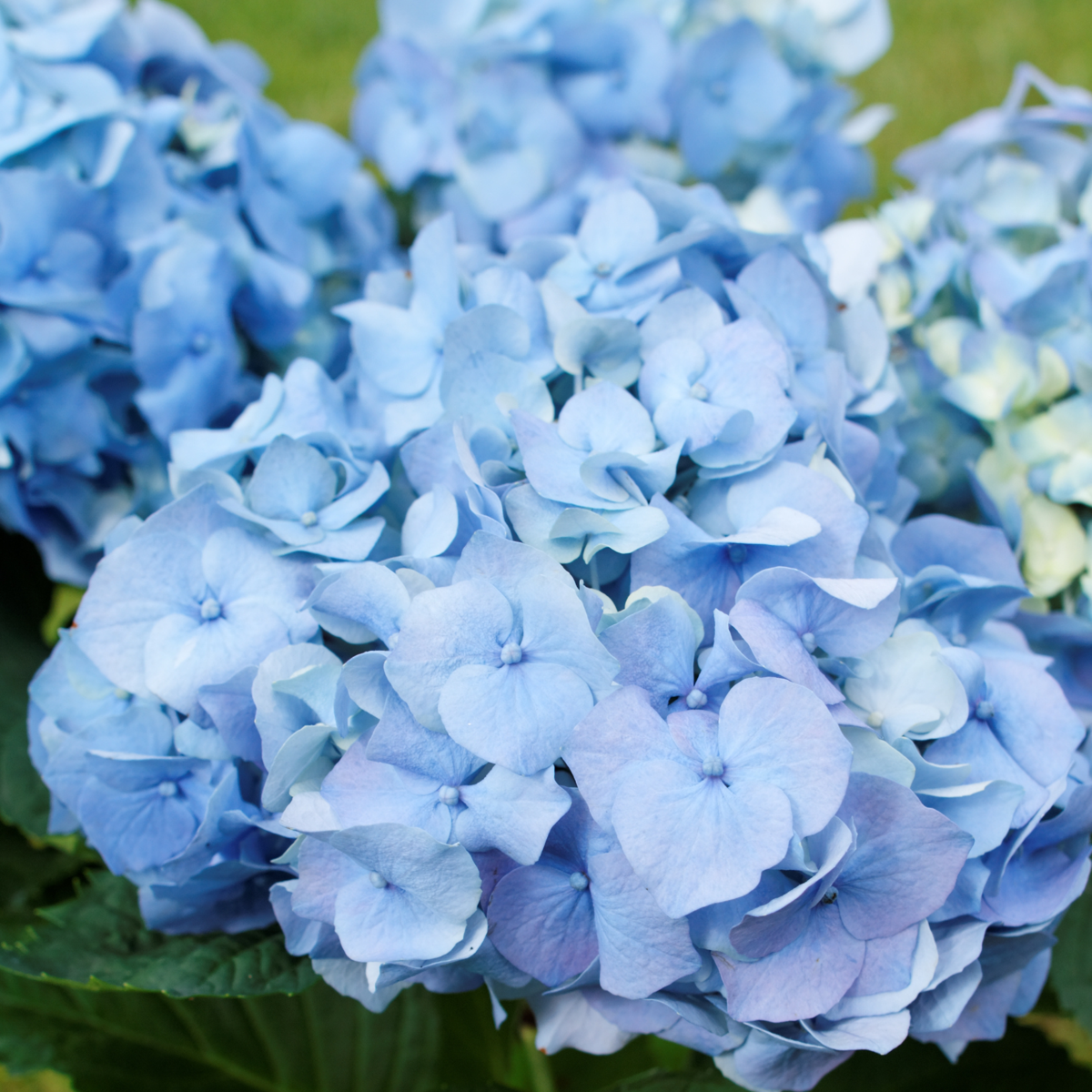 Florastore Hortensie - 6 Stk - Hydrangea Macrophylla - Höhe 25-40Cm - ⌀9Cm