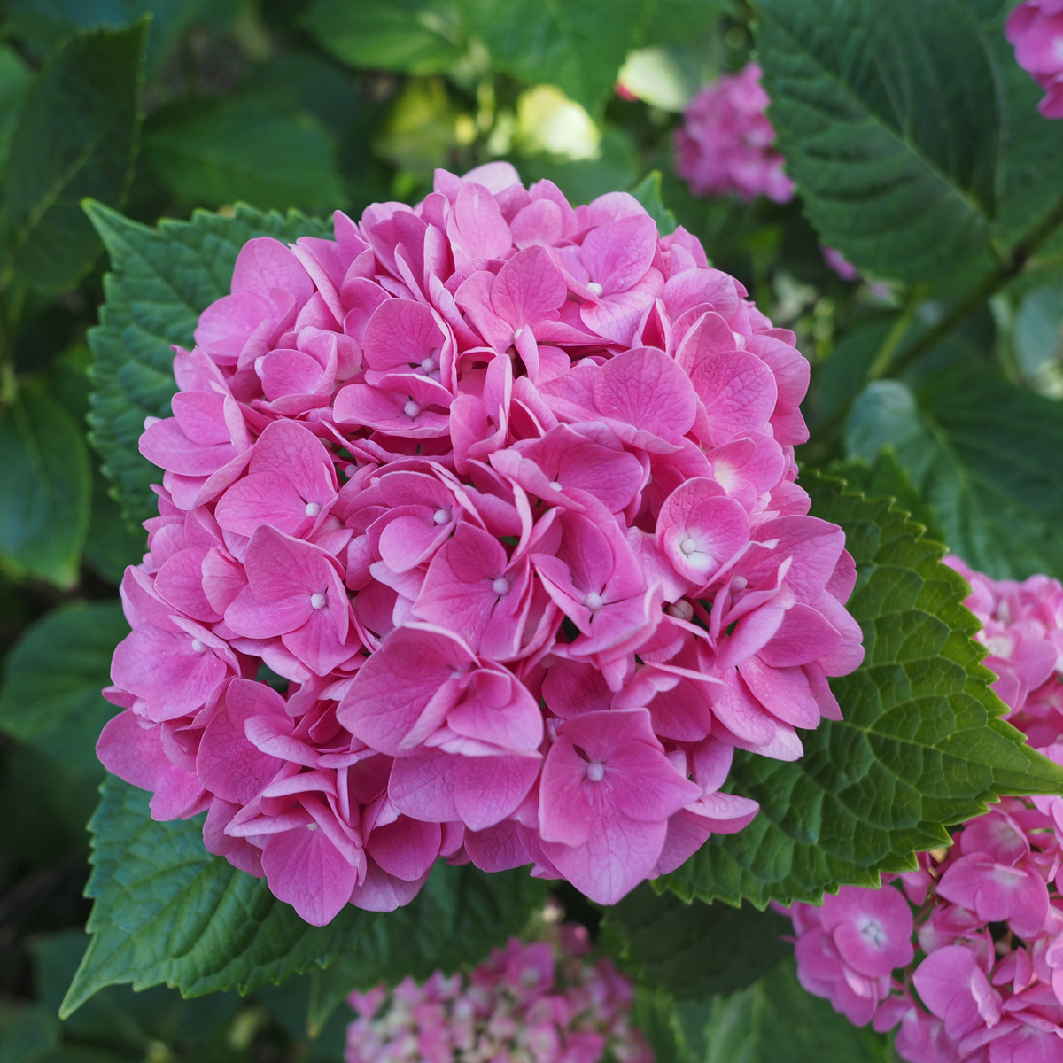 Florastore Hortensie - 3 Stk - Hydrangea Macrophylla - Höhe 25-40Cm - ⌀9Cm