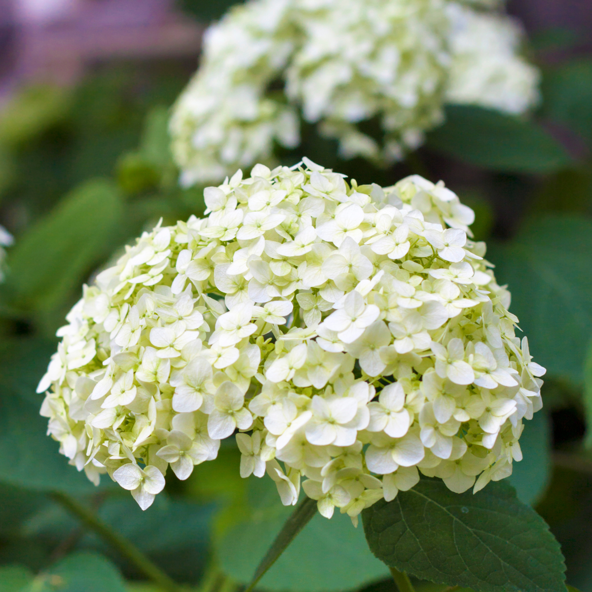Florastore Hortensie - 3 Stk - Hydrangea Macrophylla - Höhe 25-40Cm - ⌀9Cm
