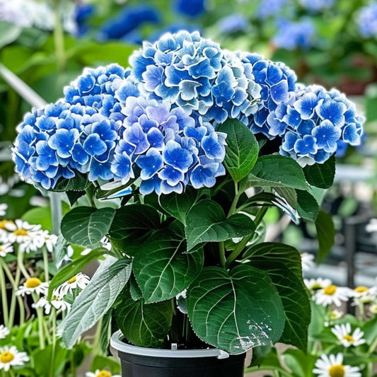 Florastore Hortensie - 6 Stk - Hydrangea Macrophylla 'Bavaria' - Höhe 25-40Cm - ⌀9Cm
