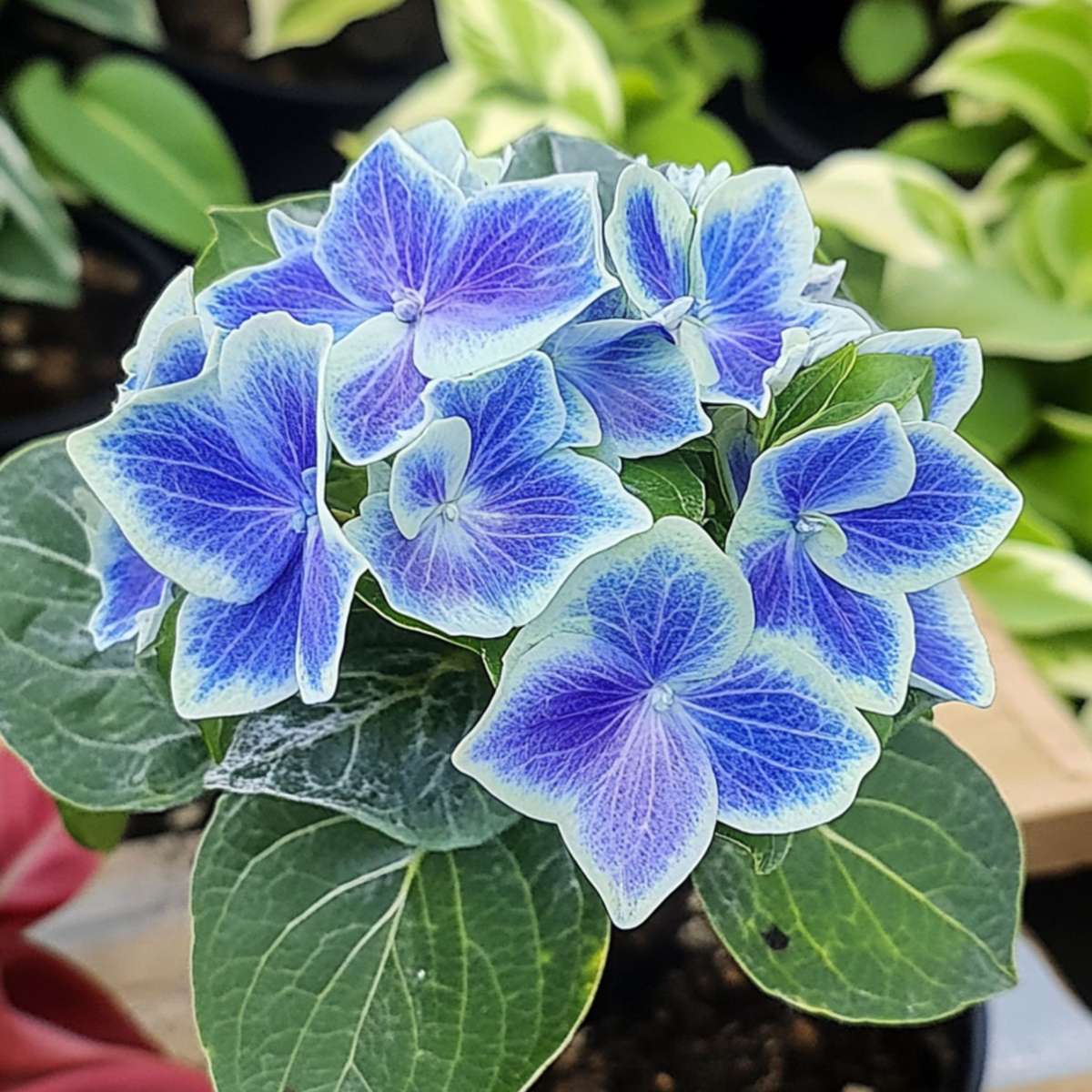 Florastore Hortensie - 6 Stk - Hydrangea Macrophylla 'Bavaria' - Höhe 25-40Cm - ⌀9Cm