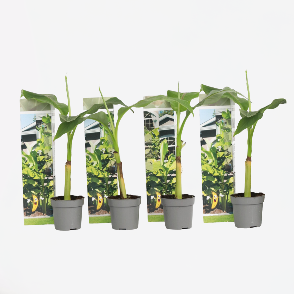 Florastore Bananenpflanze - 4 Stk - Musa Basjoo - Höhe 25-40Cm - ⌀9Cm